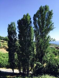 batch_FullSizeRender (90)