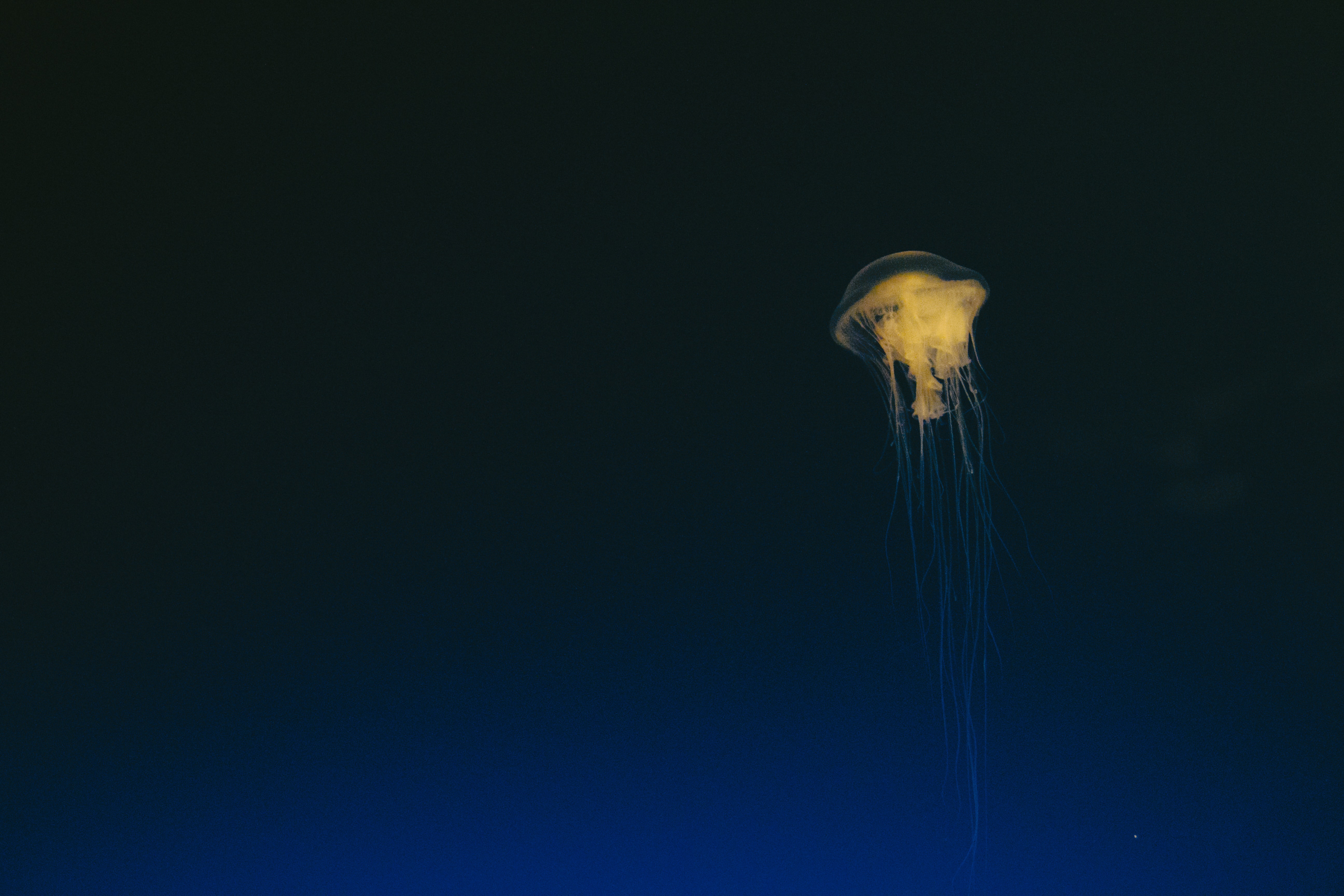 jonathan-diemel-pfimzg8osx4-unsplash.jpg