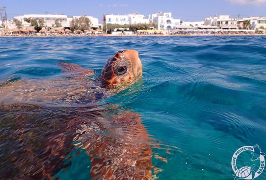 marios-thalassia-khelwna-1.jpg