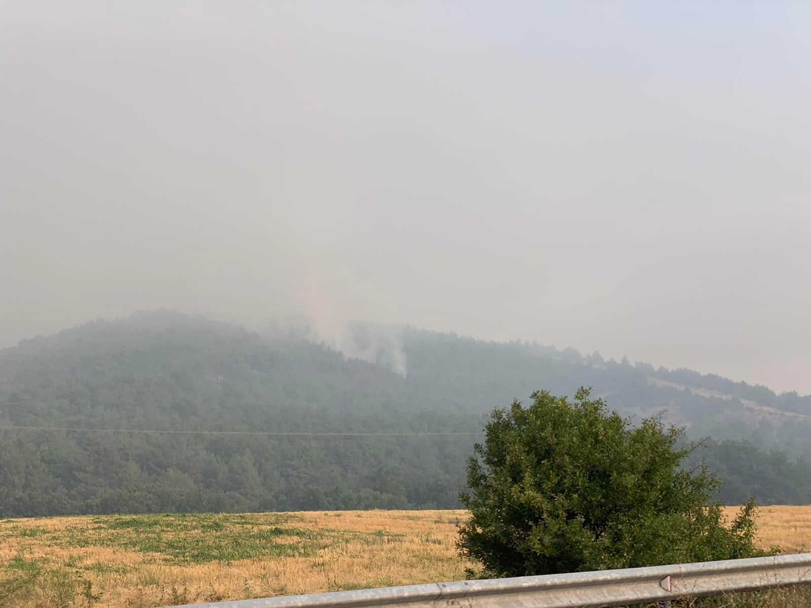 fotia-dadia-2.jpg