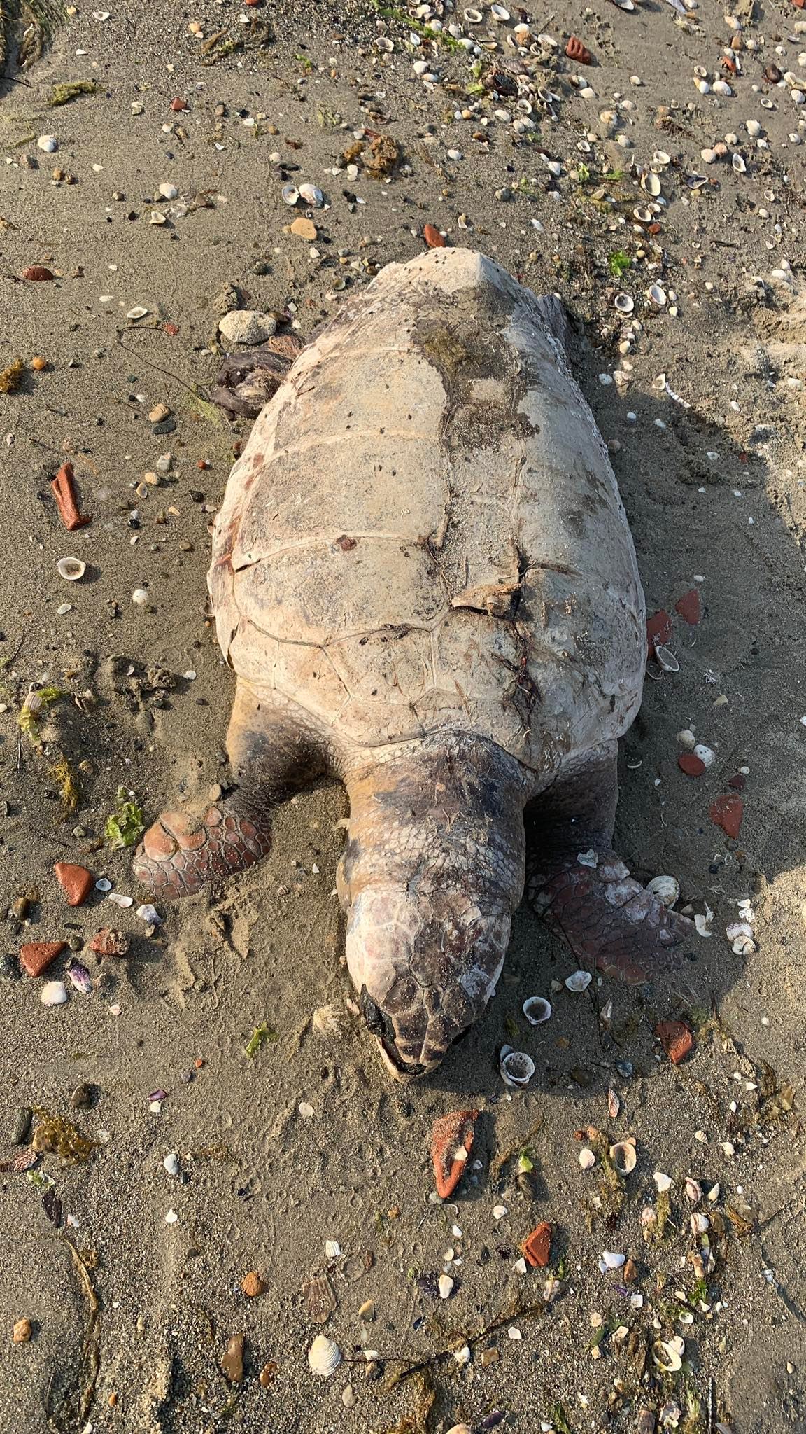 caretta2.jpg
