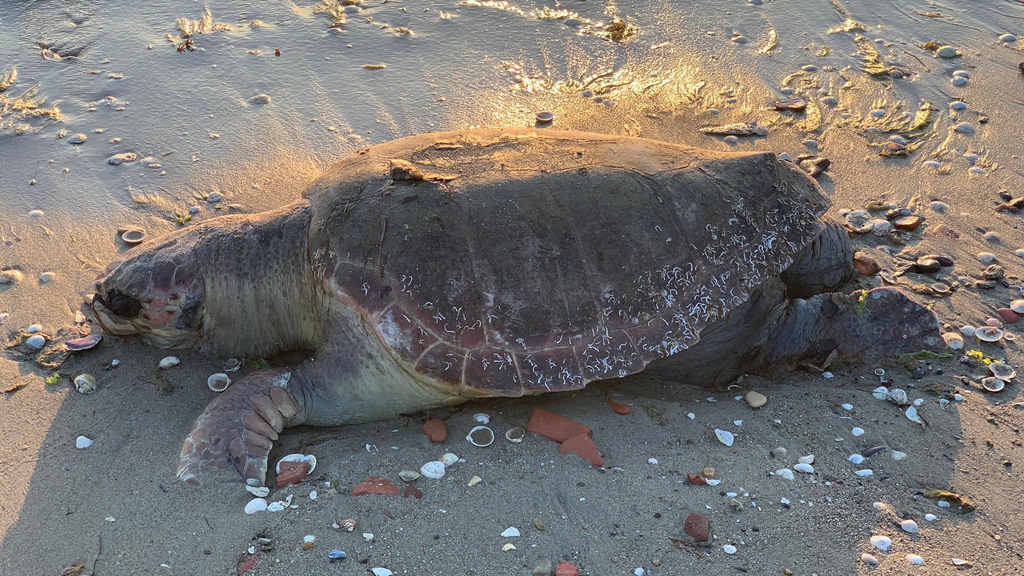 caretta3.jpg