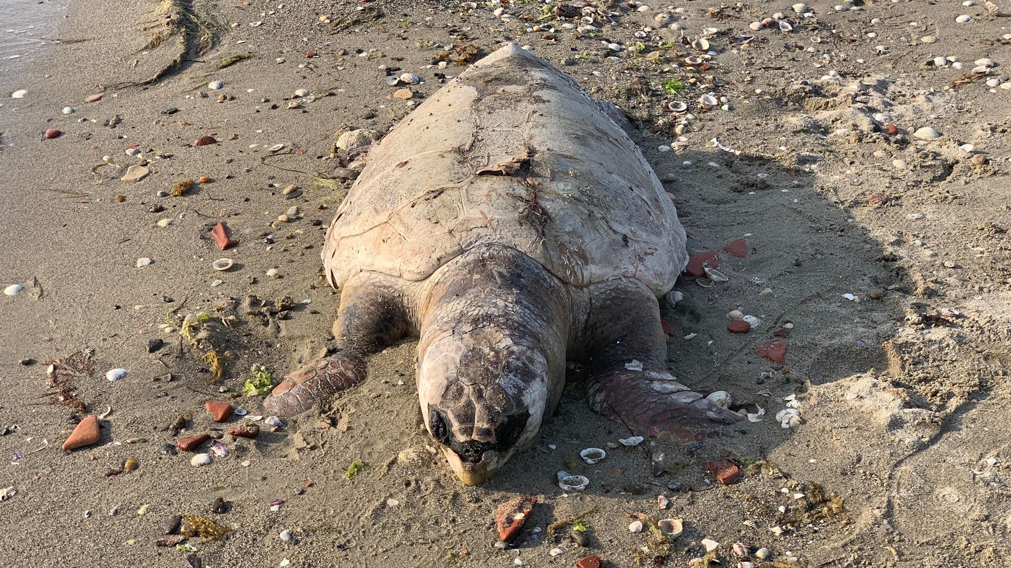 caretta4.jpg