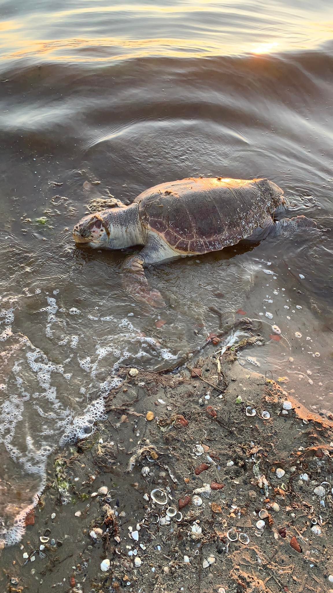 caretta5.jpg