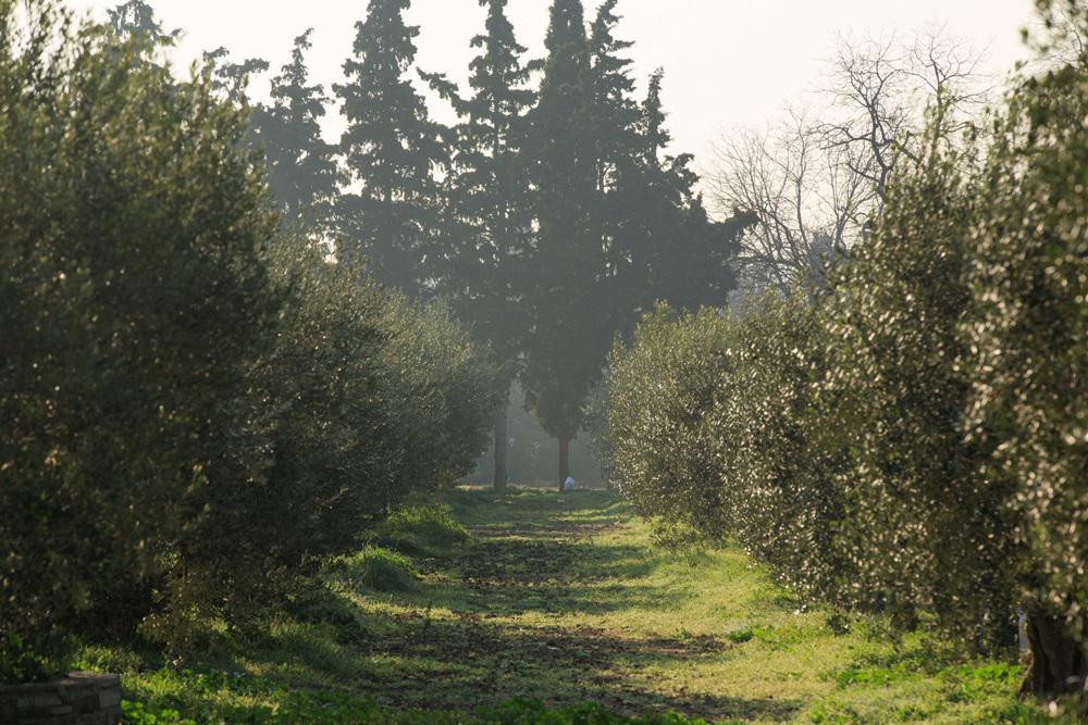 Αμερικάνικη Γεωργική Σχολή (5)