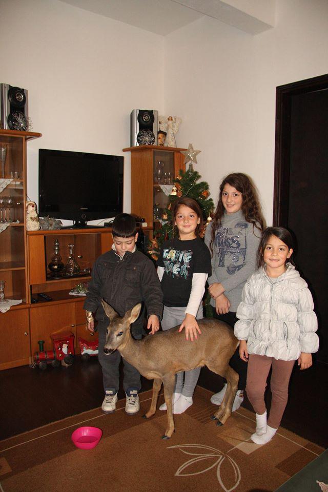 Η σωτηρία της ζαρκαδούλας (2)