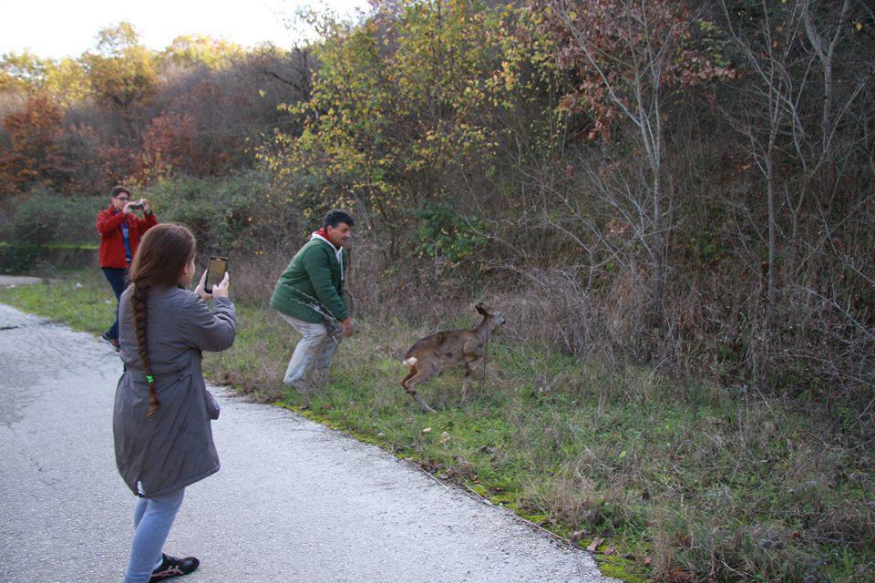 Η σωτηρία της ζαρκαδούλας (7)
