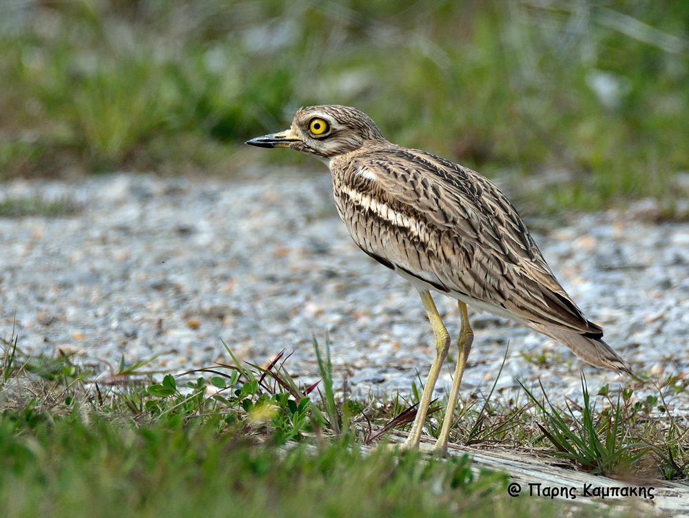 Πετροτουρλίδα Τσαΐρια