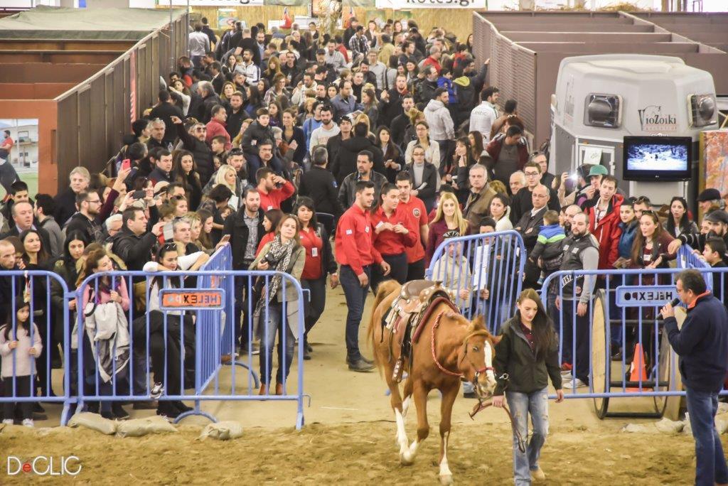 ΣΑΛΟΝΙ ΑΛΟΓΟΥ