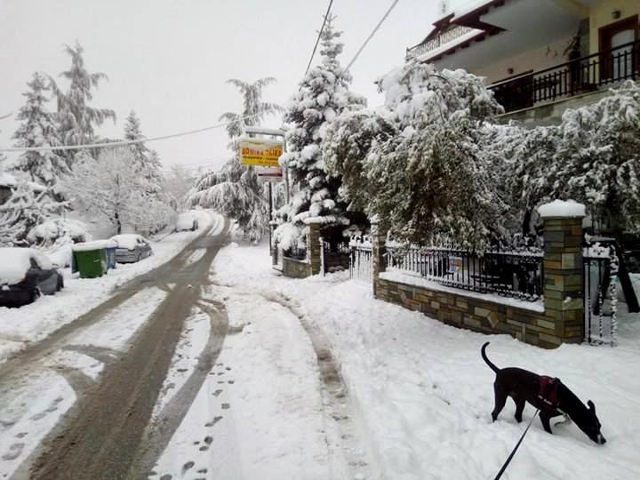 Χορτιάτης 1