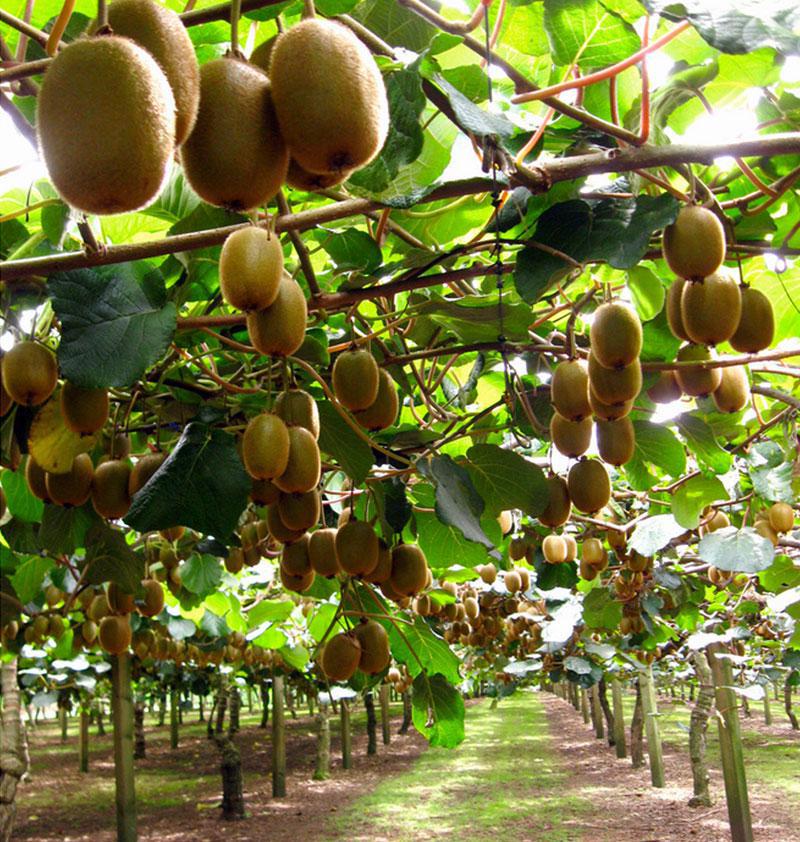 ακτινιδιο_πιερια