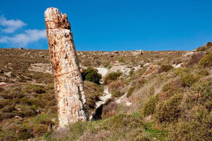 απολιθωμενο