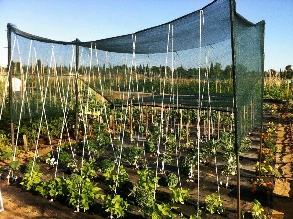 λαχανοκηποι απθ