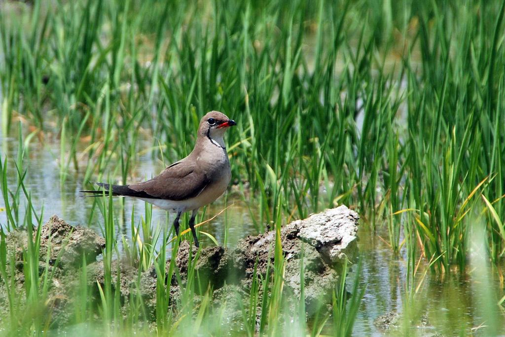 νεροχελίδονο