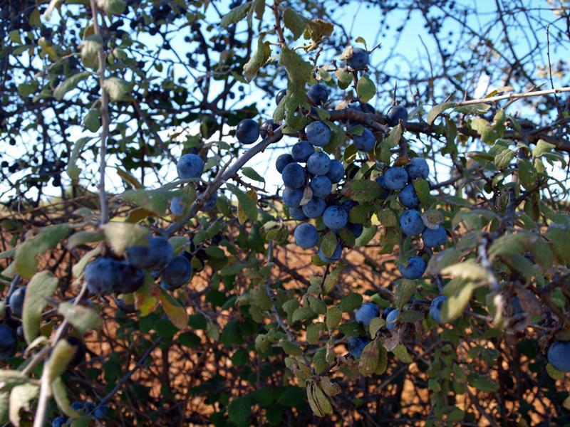 1τσαπουρνιά καρπός