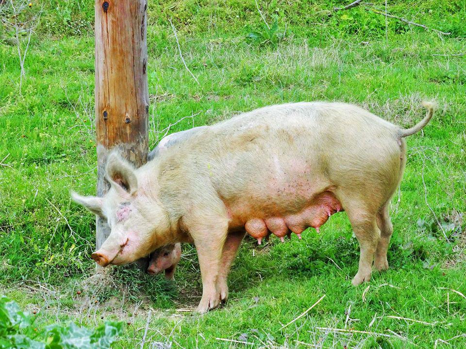 12472601_10153655297049426_7653929465433681417_n