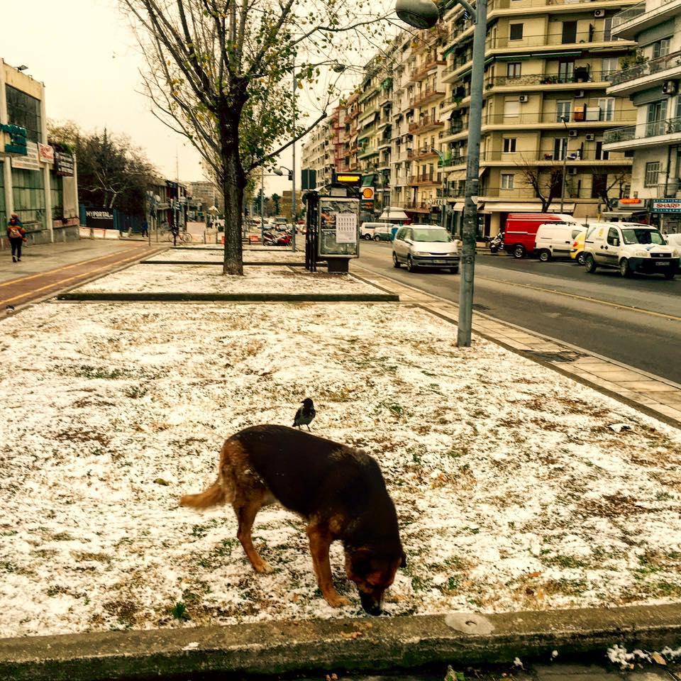 12552935_10153354799911344_3525910274135598068_n