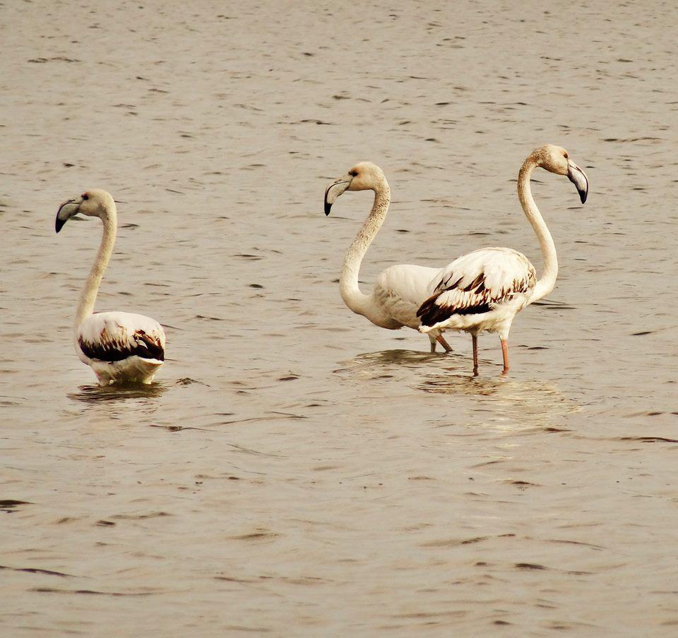 12794591_10153545639019426_7889330322548517255_n