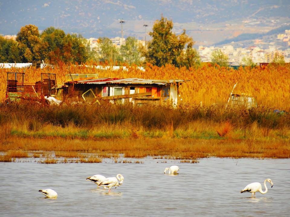 12814377_10153545638644426_4037119969412121510_n