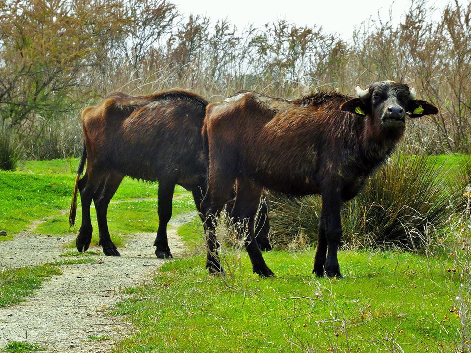 12993508_10153655297099426_7466433259758097309_n