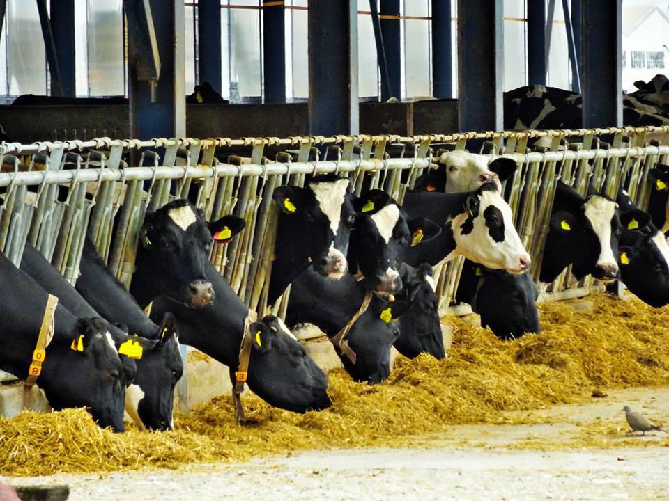 13001112_10153655300704426_443640055458871155_n