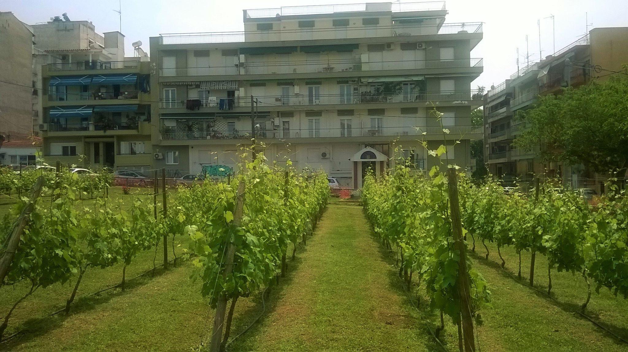 13116440_587906238037915_8481562380649693569_o