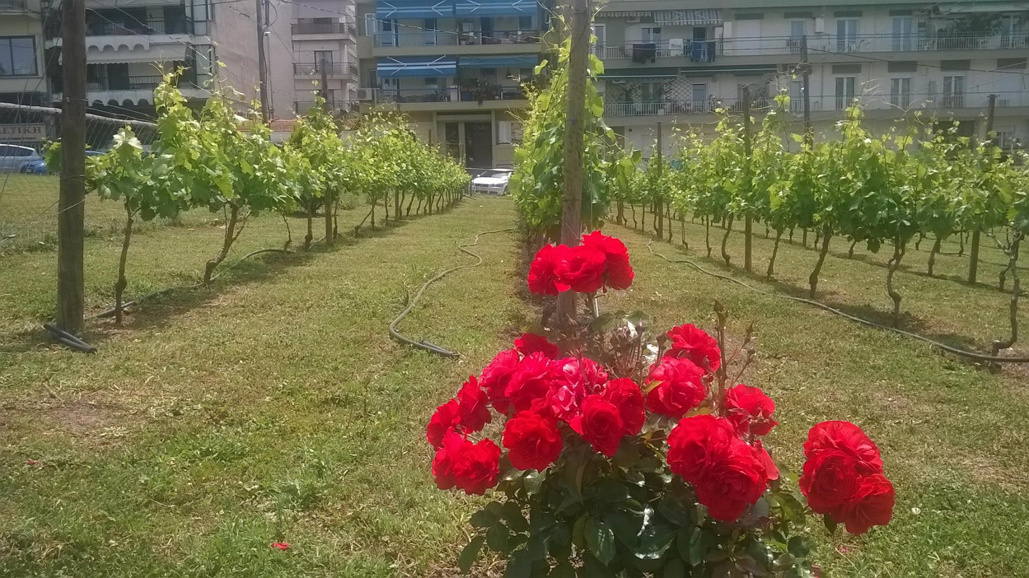 13235228_587906561371216_4683615218020115233_o