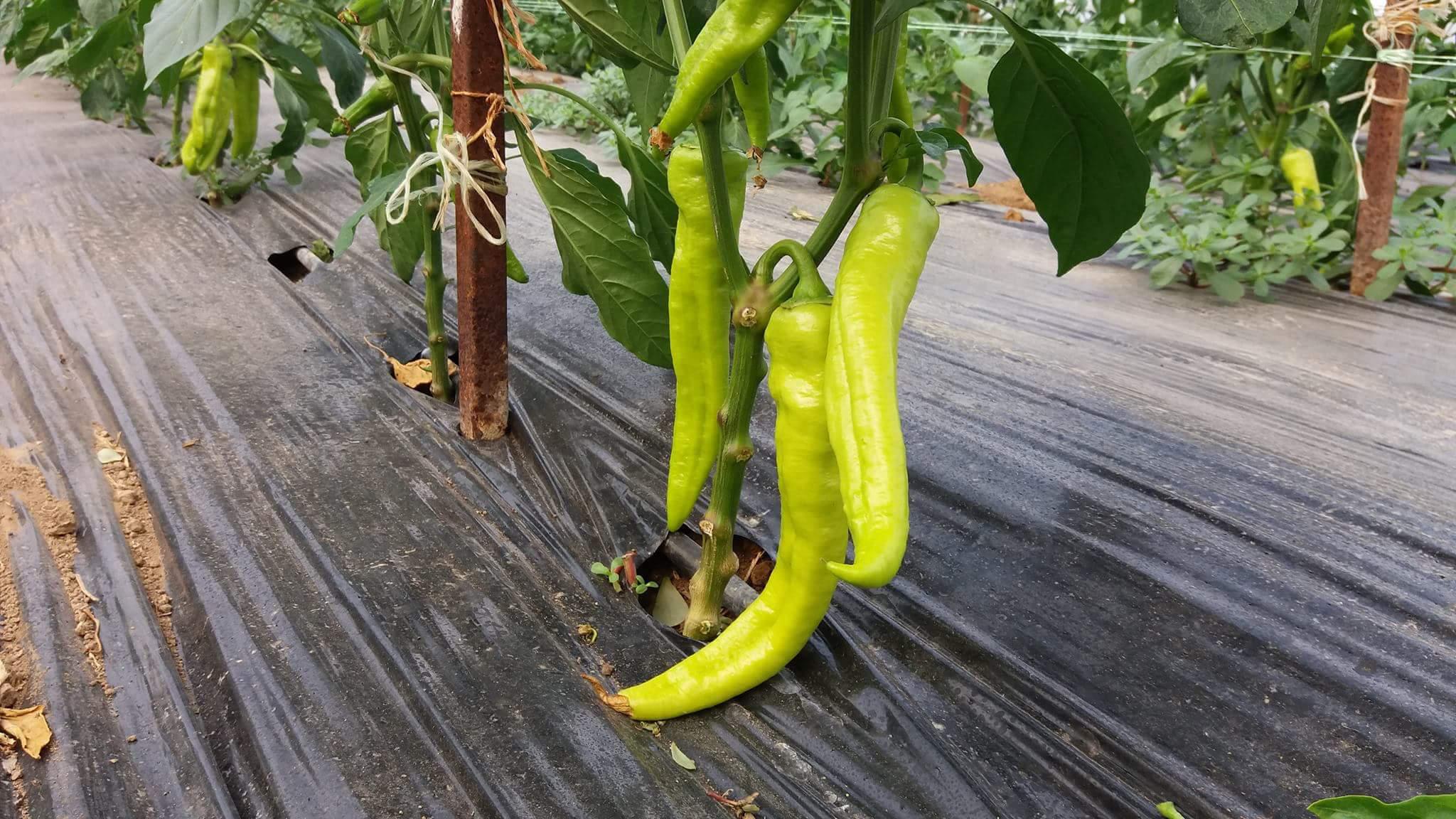 13397034_1072913706120826_2062704714_o