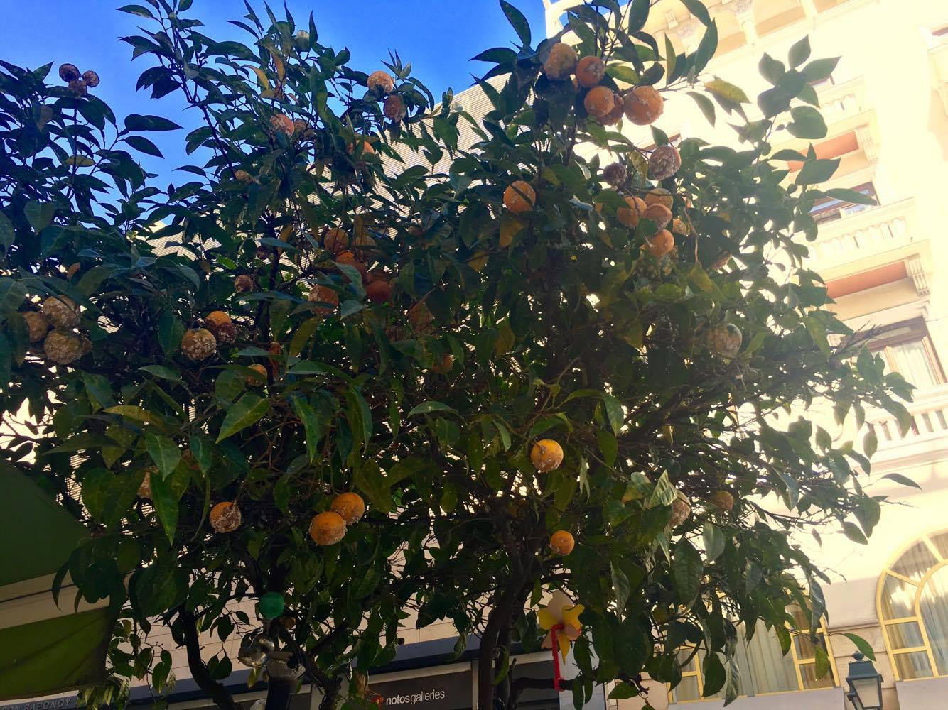 14489701_1186354931408376_1387484339_o