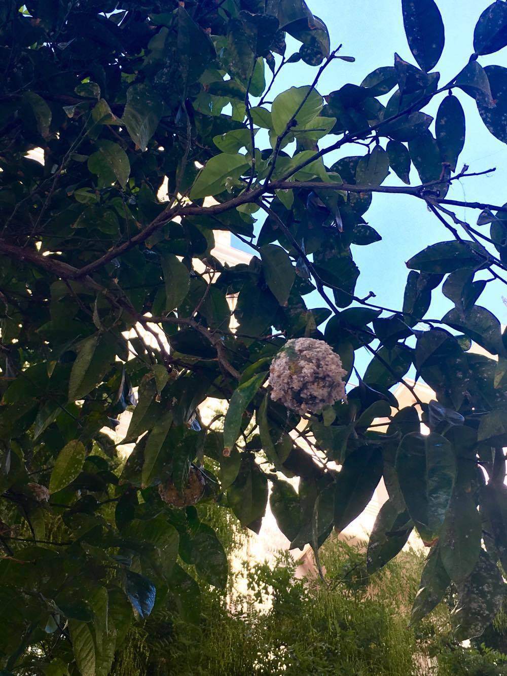 14536663_1186354958075040_99987248_o