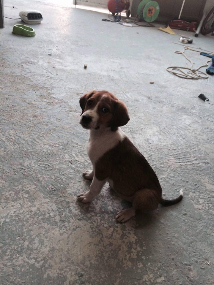 15977740_1168866379896570_2929445783837138252_n