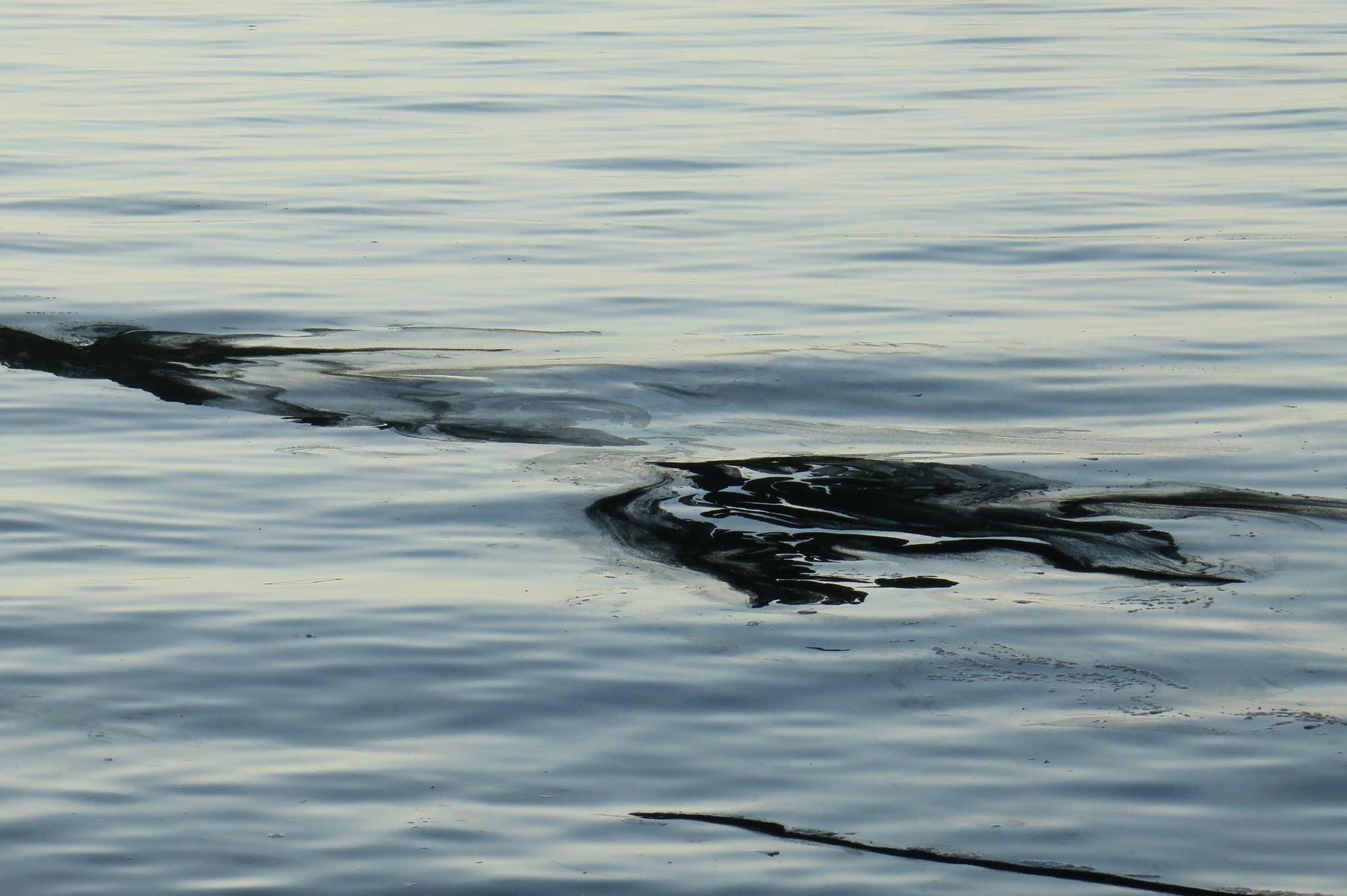 16106953_10154769484462367_894829360_o