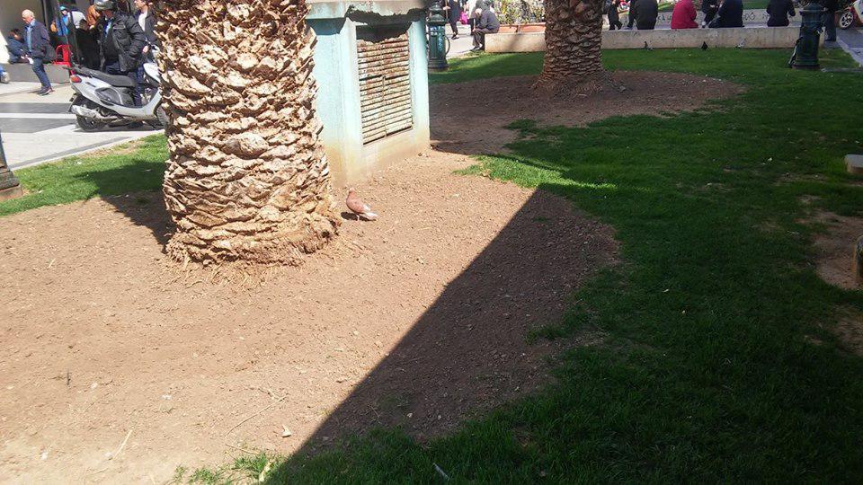 17352013_1463459420383062_2720633397078823515_n