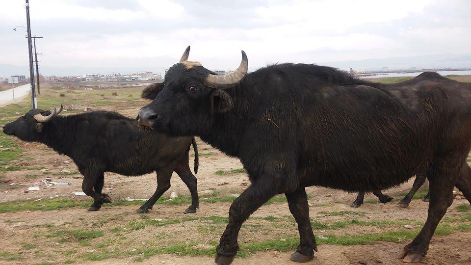 1909882_10153493349419226_19020491486745654_n