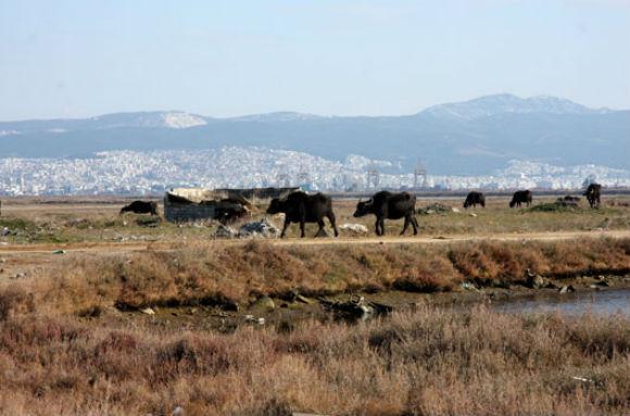 βουβάλι-απ΄τον-τόπο-σου-9285