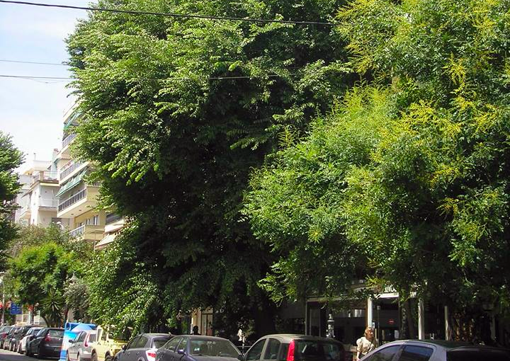 ένα-μνημειακό-δέντρο-της-θεσσαλονίκη-111336