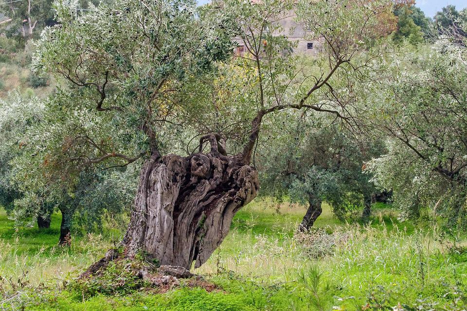 τραγικός-θάνατος-στην-κάλυμνο-243277