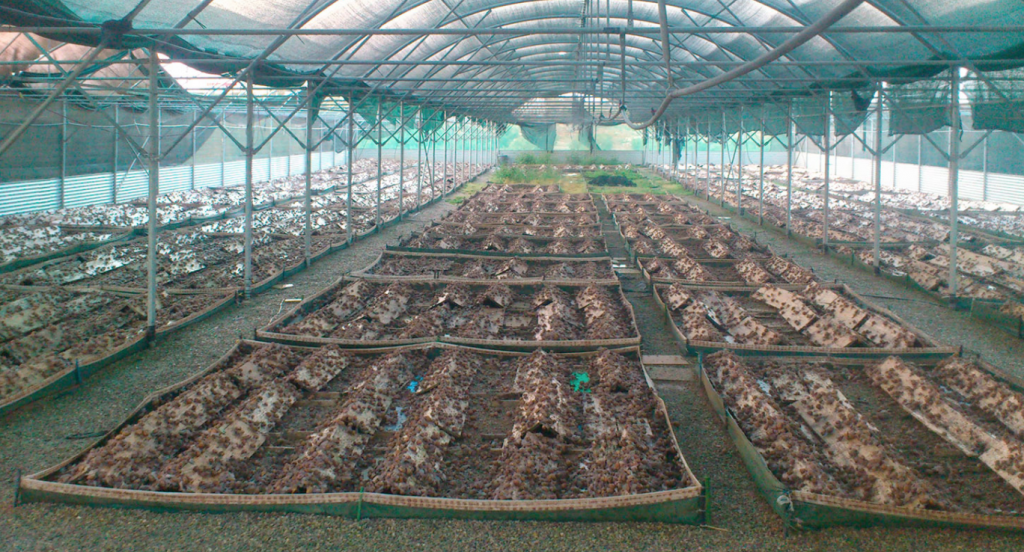 εκτροφή-σαλιγκαριών-μία-καλλιέργεια-271591