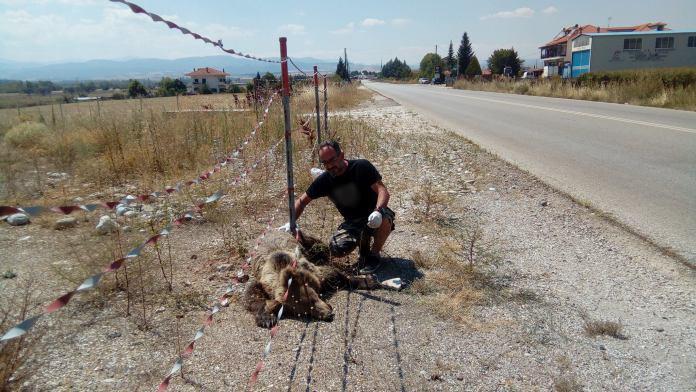 ακόμη-μία-αρκούδα-νεκρή-σε-τροχαίο-295945