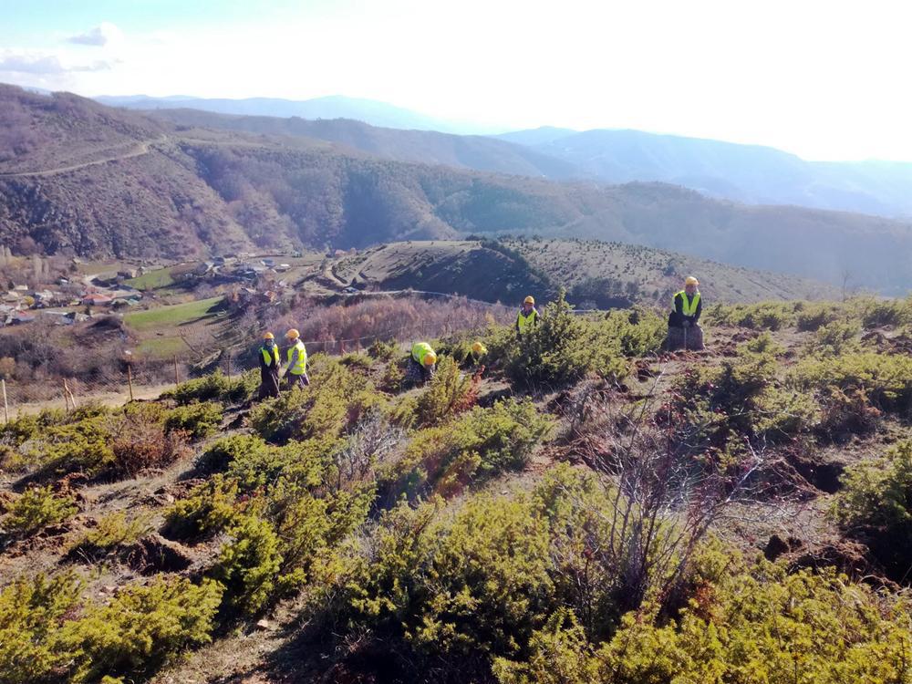 αναδάσωση-με-400-000-δένδρα-και-θάμνους-στη-β-327698