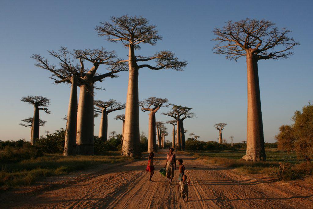 τα-γηραιότερα-μπαομπάμπ-της-αφρικής-π-332147