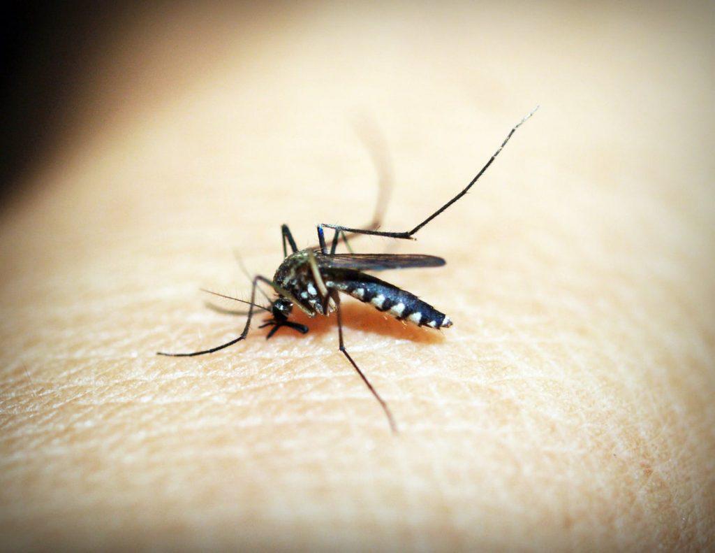 κουνούπια-αυξάνεται-ο-κίνδυνος-εμφάν-333197