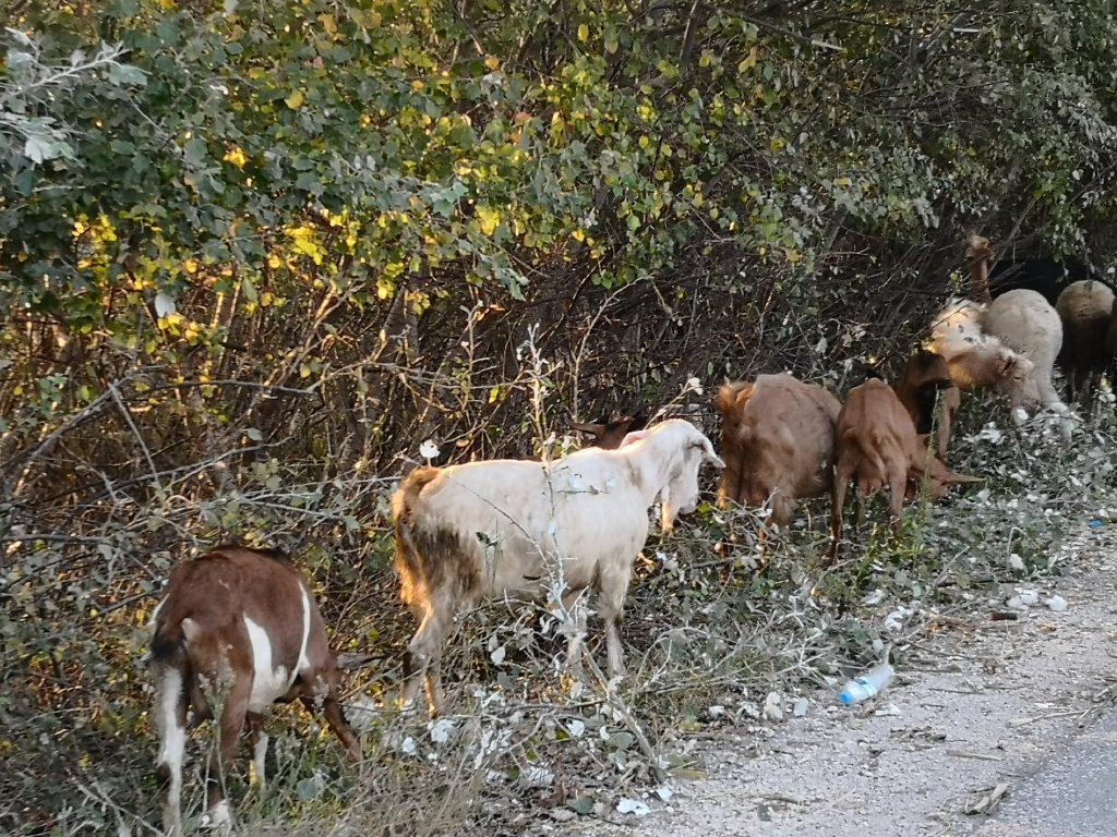 έχουμε-τα-περισσότερα-γίδια-στην-ευρώ-368058