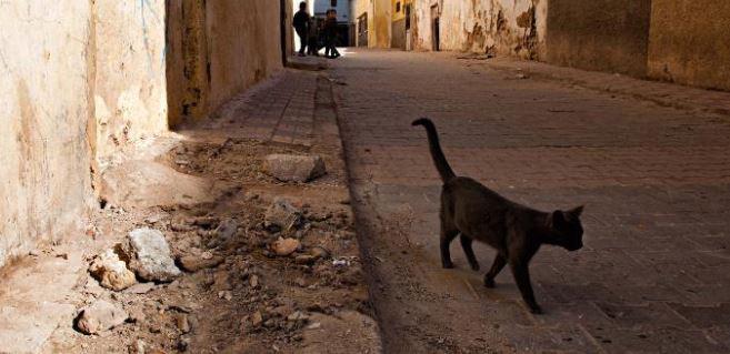 κανένα-νέο-κρούσμα-λύσσας-στην-ελλάδα-377930