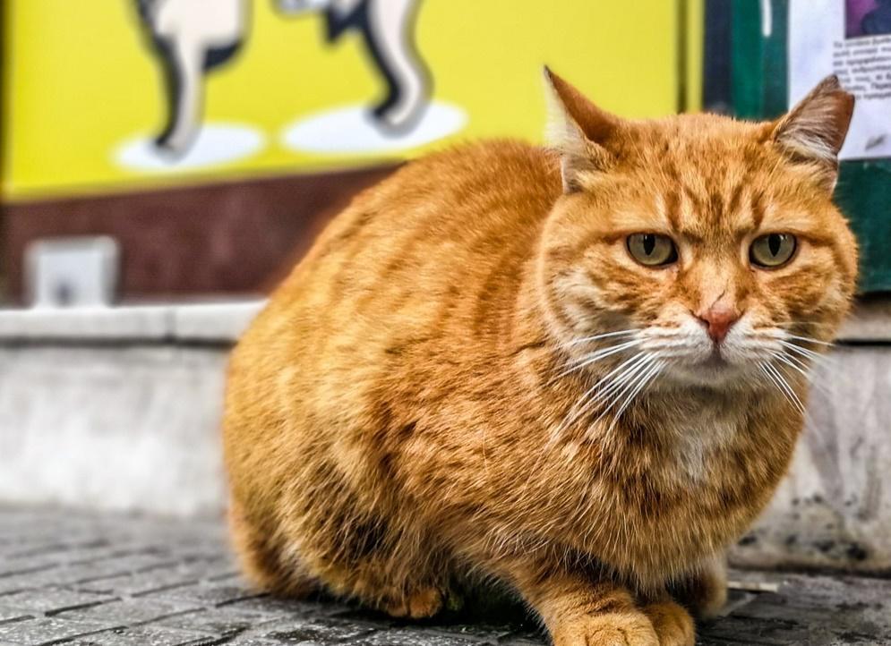 ΟΜΟΡΦΕΣ ΕΙΚΟΝΕΣ: Οι γάτες της Θεσσαλονίκης όπως δεν τις έχεις ξαναδεί! - Parallaxi Magazine