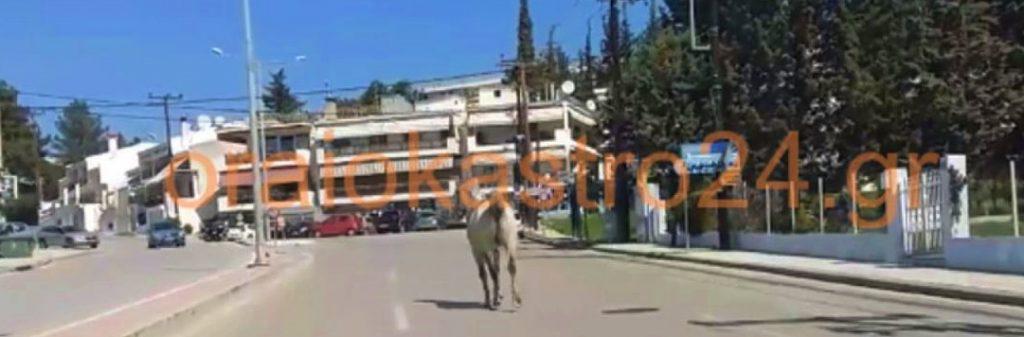 βιντεο-ένα-άλογο-έκανε-την-βόλτα-του-στ-422889