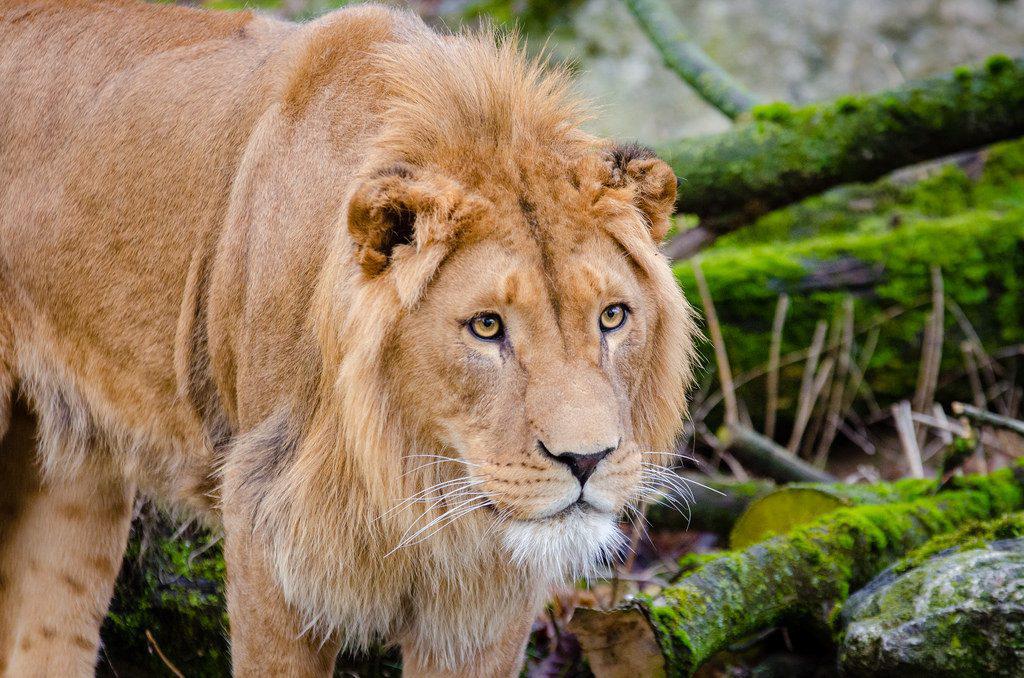 τανζανία-λιοντάρια-σκότωσαν-τρία-παι-416499