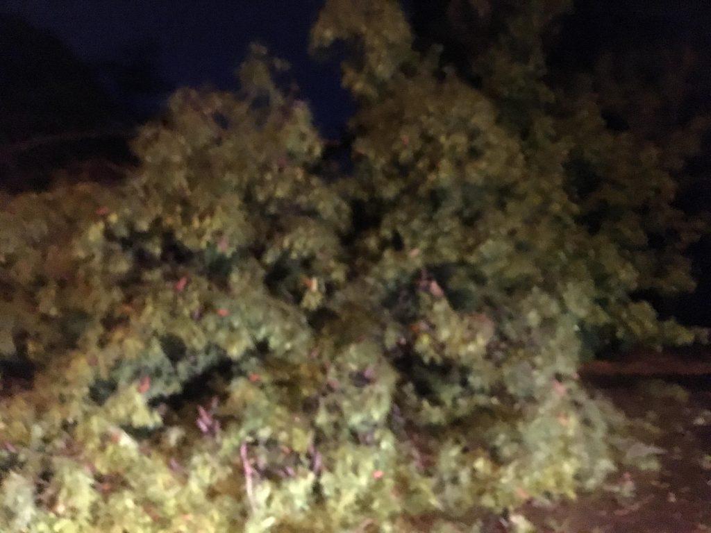 θεσσαλονίκη-έπεσε-μεγάλο-δέντρο-σε-αυ-459569