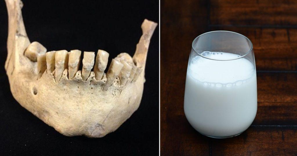 6-000-χρόνια-πριν-η-πρώτη-γουλιά-γάλα-486614