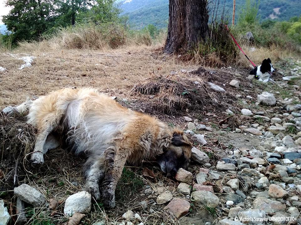 σοκ-στη-φλώρινα-νεκρά-50-αδέσποτα-σκυλι-489773